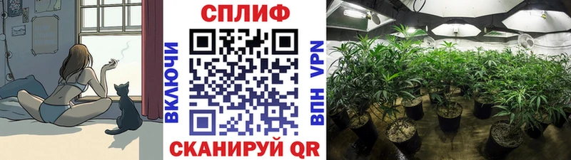 Марихуана Amnesia продажа наркотиков МЕГА ссылка Дорогобуж